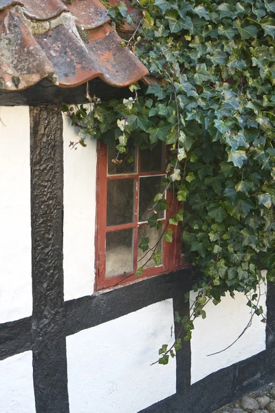 Бранч Айви у старого окна — стоковое фото