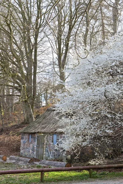 Μικρό σπίτι στο δάσος — Φωτογραφία Αρχείου