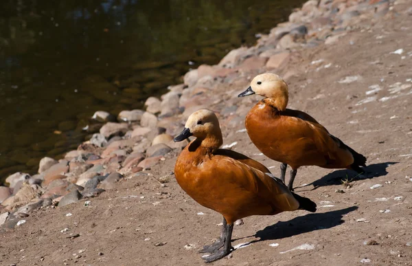 stock image Two red ducks