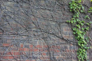 Creeper plant on an old wall clipart