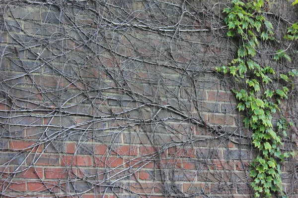 Klimplant plant op een oude muur Stockfoto