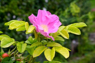 Yeşil arka planı olan pembe çiçek