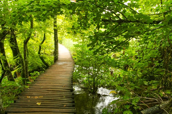 Waldweg im Wald — Stockfoto
