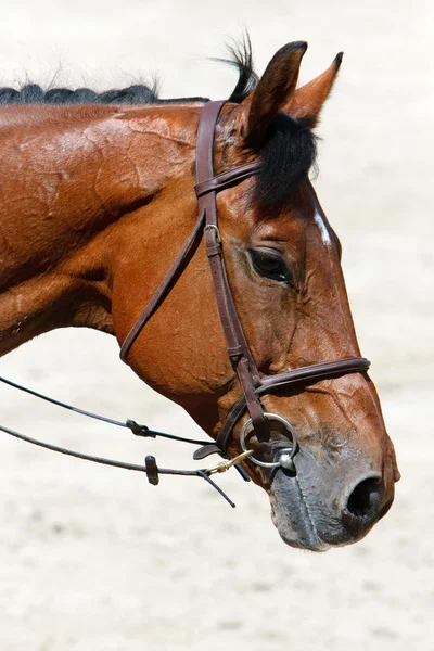 Testa di cavallo — Foto Stock