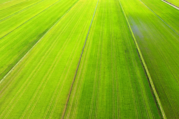 Luftaufnahme des Reisfeldes — Stockfoto