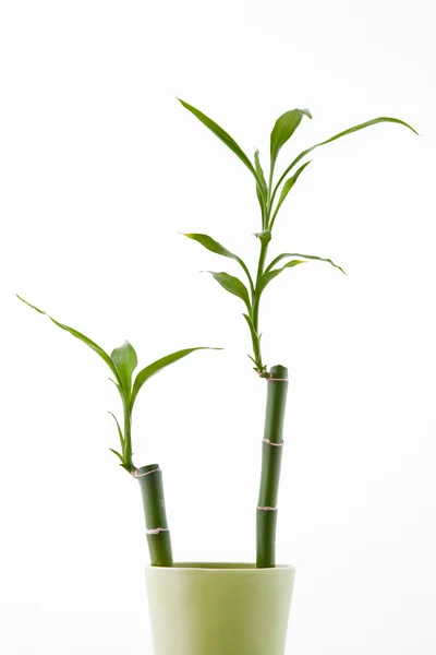 stock image Bamboo shoots in green vase