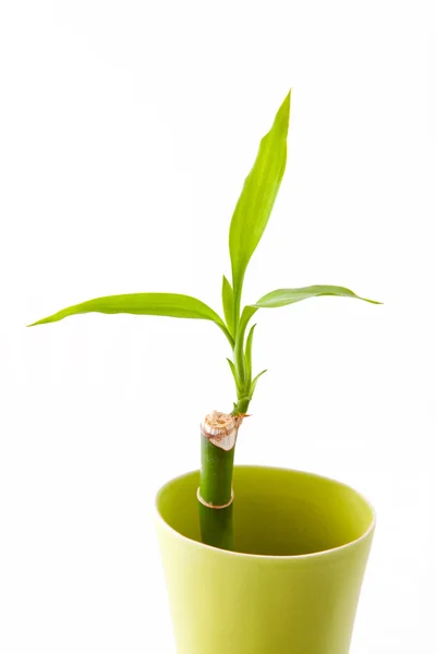 Pędy bambusa w wazon zielony — Zdjęcie stockowe