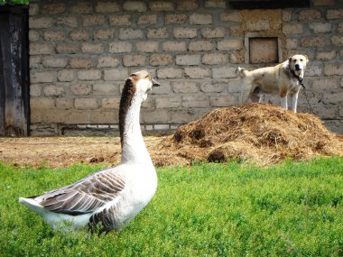 Goose and dog clipart