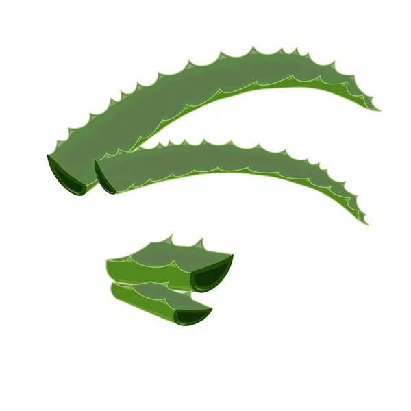 Aloe vera — Stockový vektor