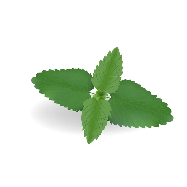 Mint leaves — Stock Vector