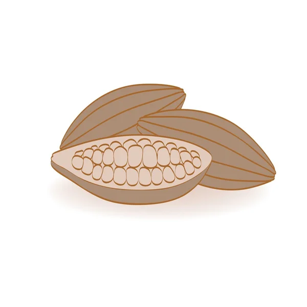 Kacang Cocoa - Stok Vektor
