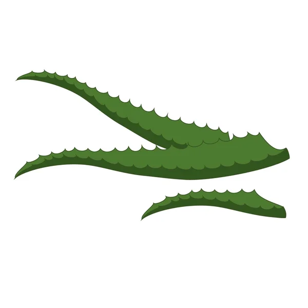 Aloe vera — Vector de stock