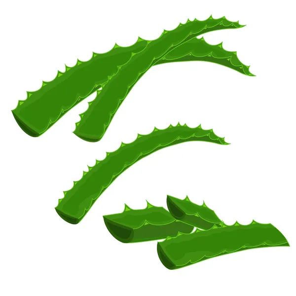 Aloe-vera — Stock Vector
