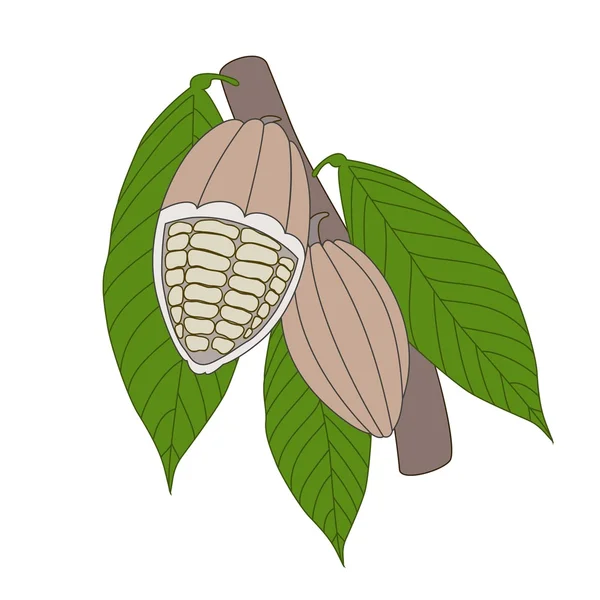 Kakao bönor — Stock vektor