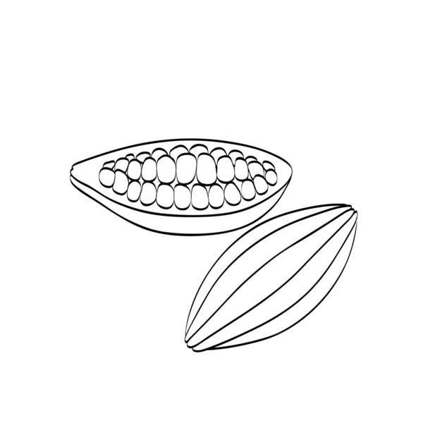 Graines de cacao — Image vectorielle