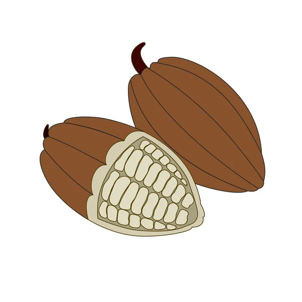 Kakao bönor — Stock vektor