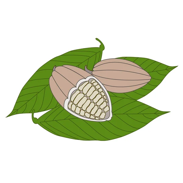 Kacang Cocoa - Stok Vektor