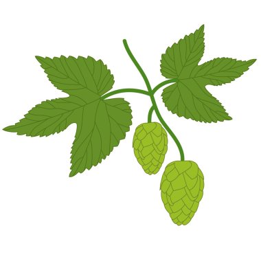 Hop plant clipart