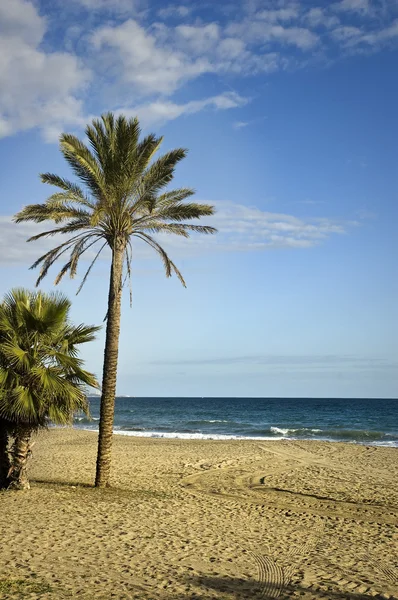 Palma en la playa —  Fotos de Stock