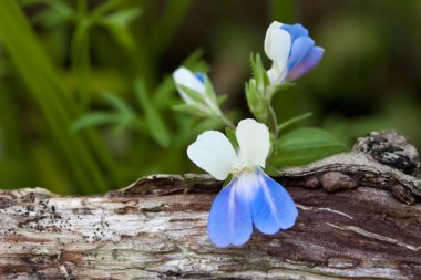 Blue-Eyed Mary clipart