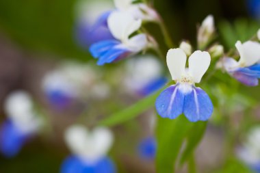 Specks of Blue clipart