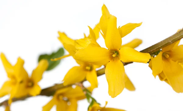 Forthysia żółte — Zdjęcie stockowe