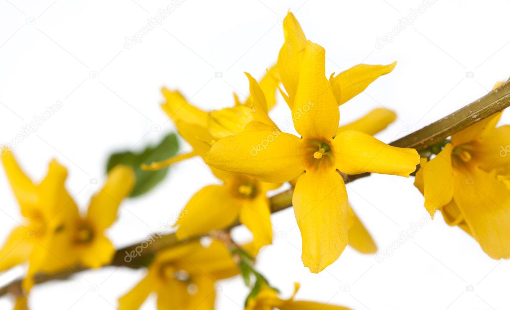 Forthysia yellows
