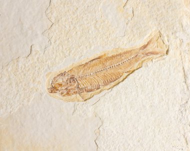 fosilleşmiş balık