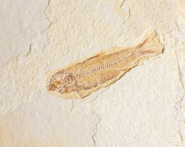 Fossiliserade fisk — Stockfoto