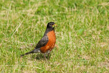 Robin'in yemek