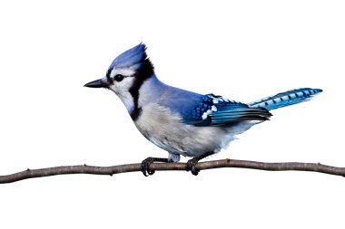 Horizontal view of bluejay perched on a branch clipart