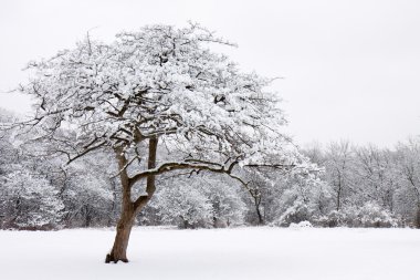 Lone snow covered tree stands out from the forest clipart