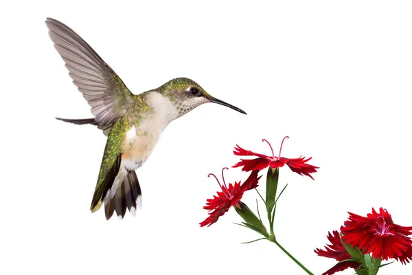 Hummingbird and three dianthus — Stock Photo, Image