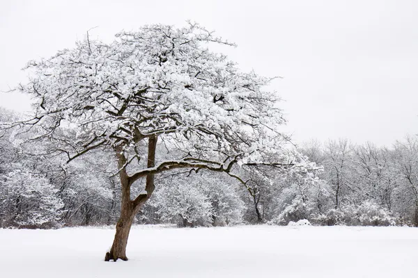 Árbol solitario cubierto de nieve se destaca del bosque — Foto de Stock