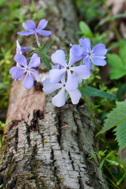 Forest floor fragrance clipart