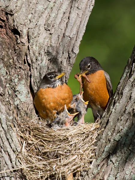 Robins feed their young — Stock Photo, Image