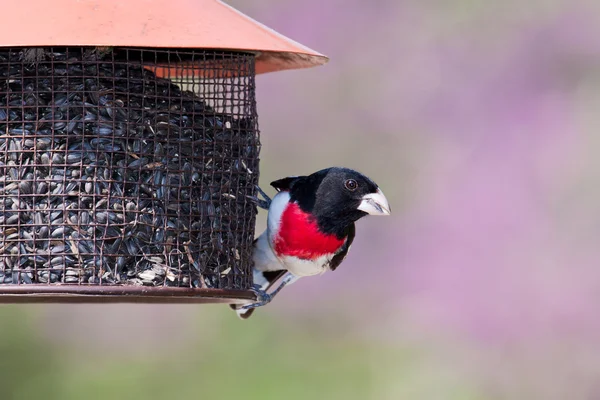 Ose-breasted grosbeak na krmítko — Stock fotografie