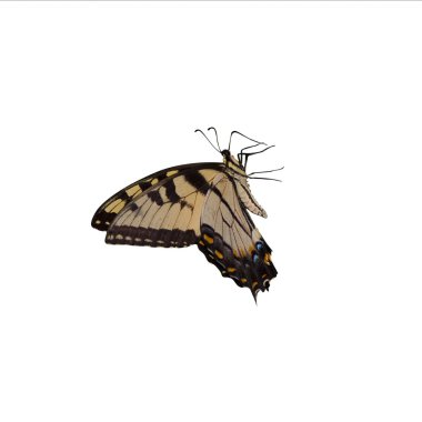 Tiger swallowtail clipart