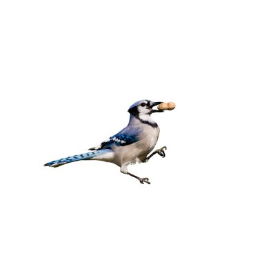 Bluejay holding a peanut in its beak clipart