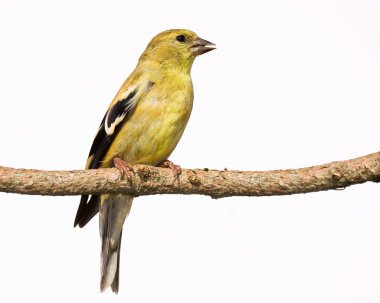 Female american goldfinch perch on a branch clipart