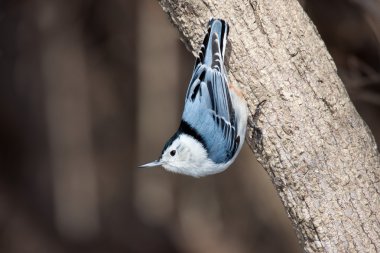 White breasted nuthatch stand up side down on a tree branch clipart