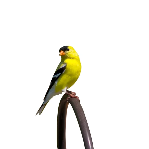Perched goldfinch searches for food — Stock Photo, Image