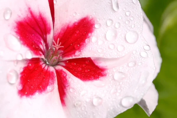 Rosée recouverte de géranium rose et blanc — Photo