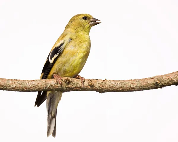Feminino americano goldfinch poleiro em um ramo — Fotografia de Stock