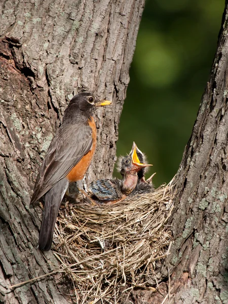 Baby robin screams in hunger — Stock Photo, Image