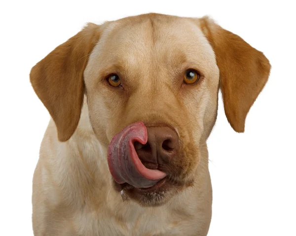 Hungry labrador gets excited for its dinner — Stock Photo, Image