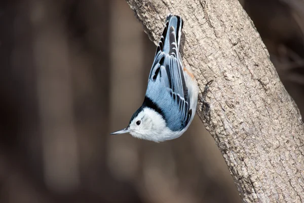 White breasted nuthatch stand up side down on a tree branch — Stock Photo, Image