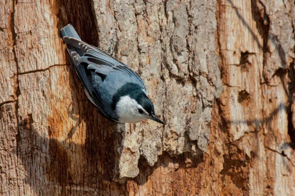 White breasted nuthatch walks down a tree — Stock Photo, Image