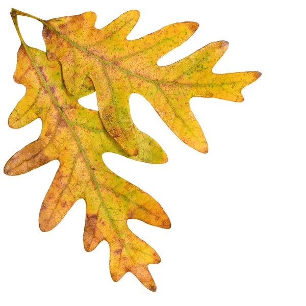 Duas folhas de carvalho mudando de cores — Fotografia de Stock