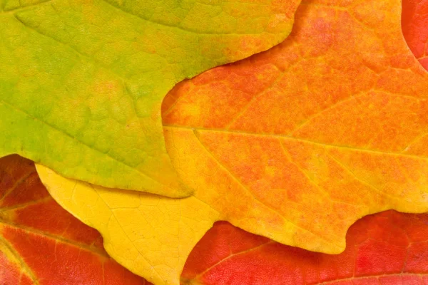 Three maple leaves changing colors — Stock Photo, Image